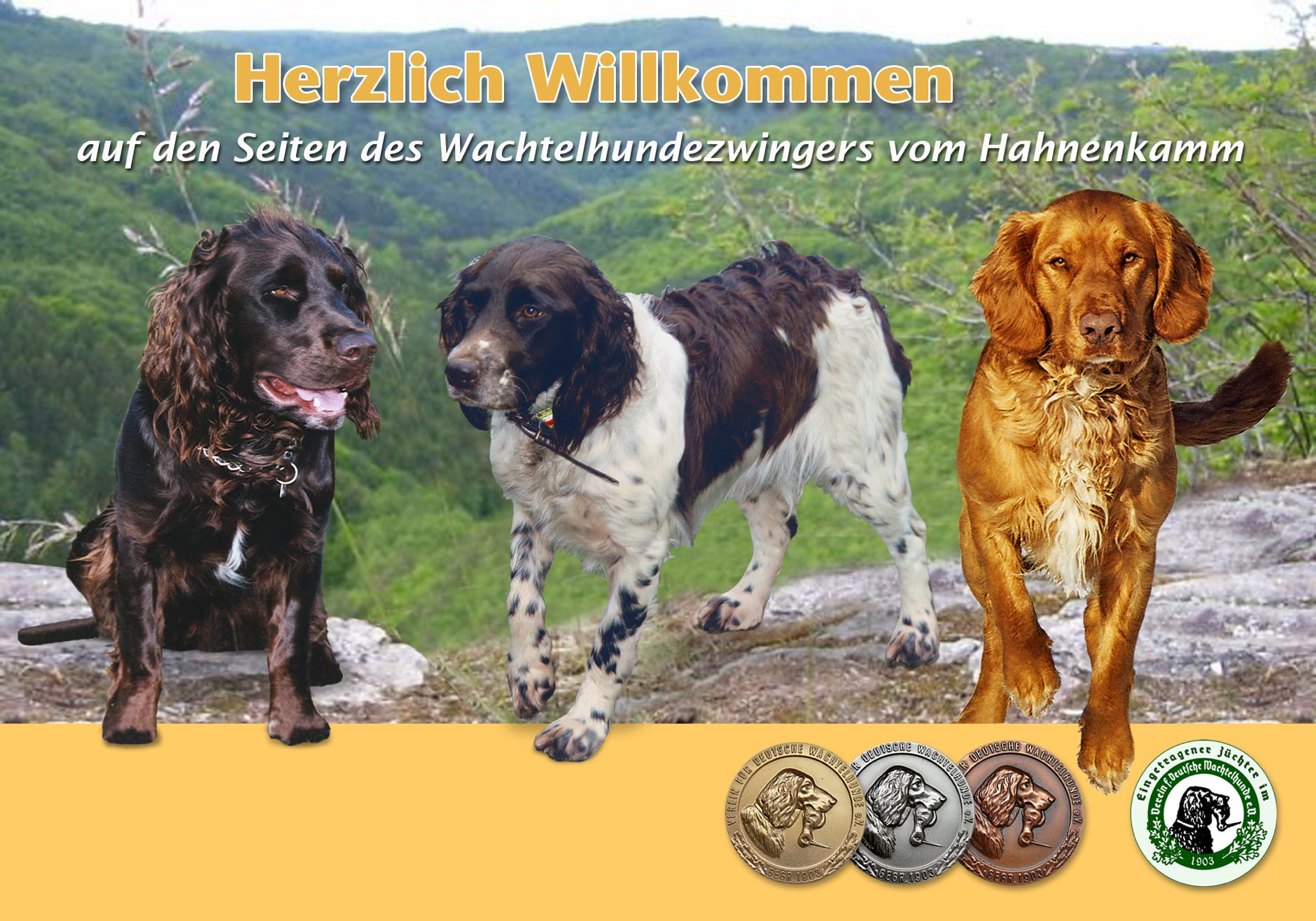 Wachtelhunde Alzenau